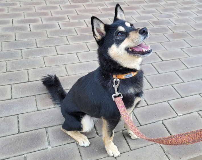 카라 더봄센터에서 제일 똑똑한 댕댕이 수학이. 카라 제공