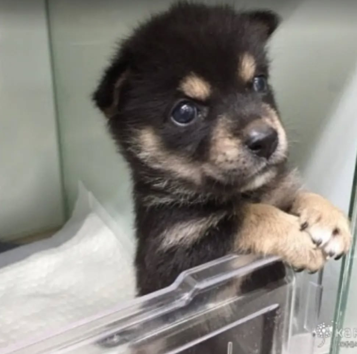 구조 후 돌봄 받던 어린 수학이의 모습. 카라 제공