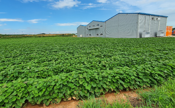 친환경 고구마 단지. 전라남도 제공