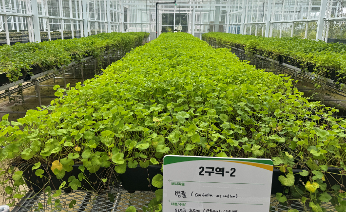 호랑이 풀로 잘 알려진 병풀은 다양한 종류의 생리활성 물질을 함유하는 등 항염증과 피부 재생 효능이 뛰어난 것으로 보고됐다. 전라남도 산림연구원 제공