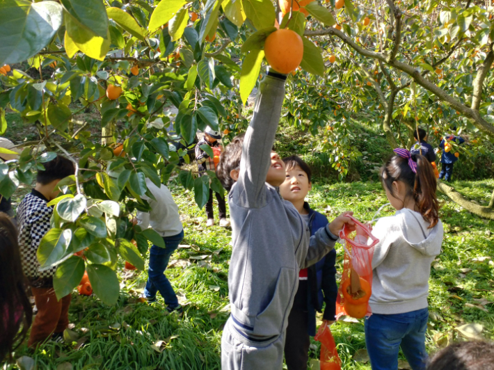 농촌체험휴양마을-곡성 가정마을 단감 따기 체험. 전라남도 제공