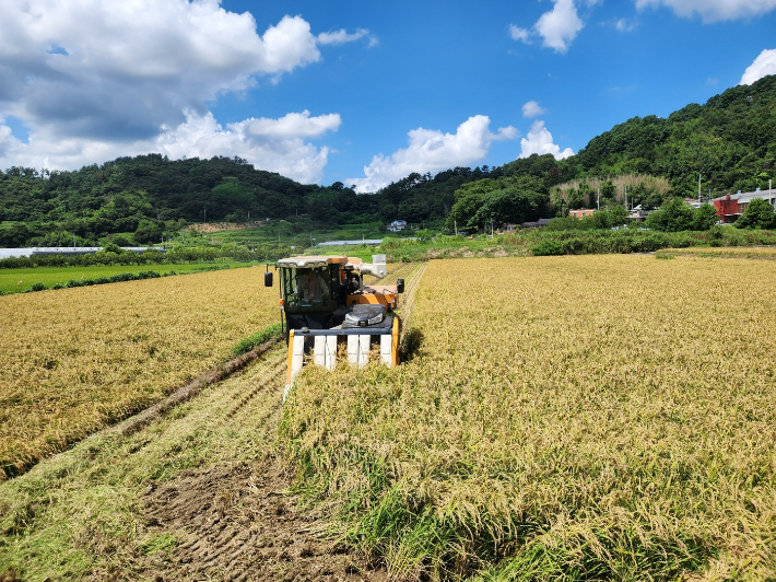 벼 수확. 전라남도 제공