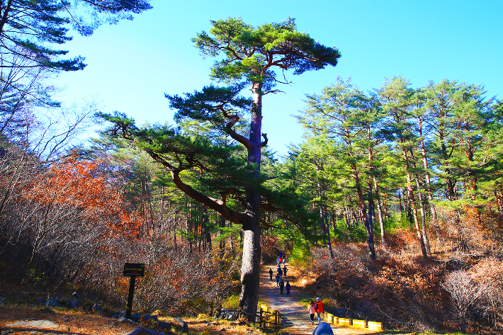 울진 금강소나무 숲. 울진군 제공