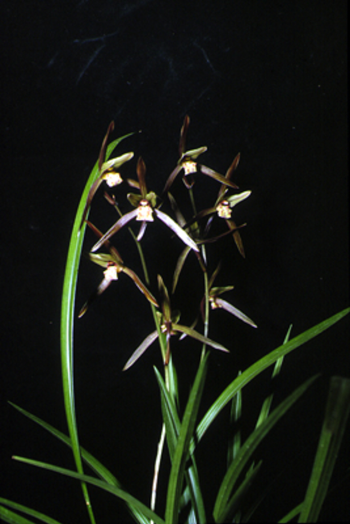 제주도 한란. 디지털제주문화대전