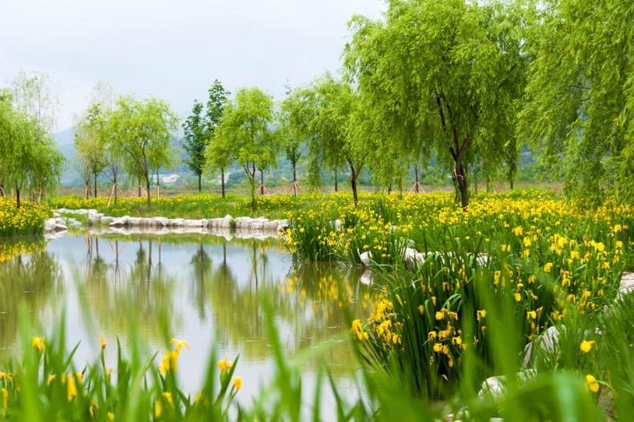 강릉 주문진 향호정원 창포원 조성 예시. 강릉시 제공
