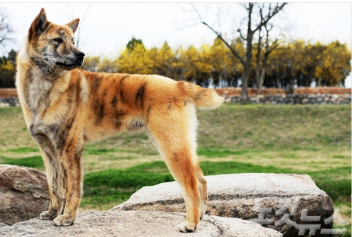 꼬리가 없거나 매우 짧은 특징을 갖고 있는 경주개 동경이. 경주시 제공