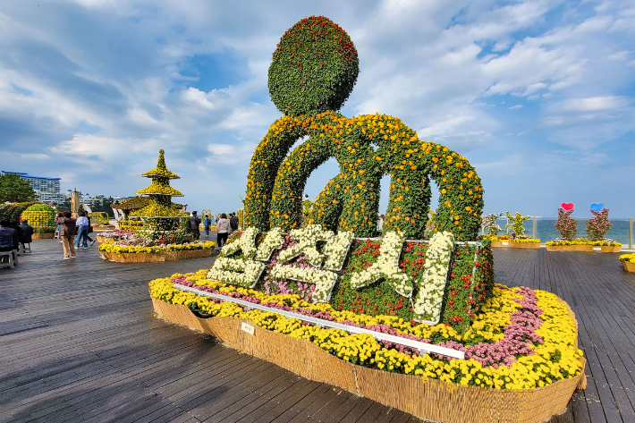 삼척 국화 전시회. 삼척시 제공