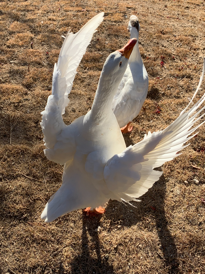 조중의 포항대학교 초빙교수·전직 언론인 제공