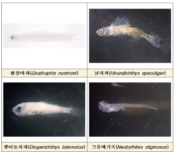 올해 우리나라 해역에서 처음 발견된 아열대 어종들. 국립수산과학원 제공