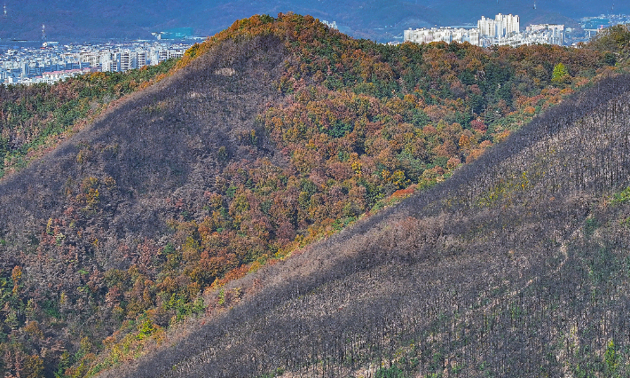 산불 피해 현장. 연합뉴스 