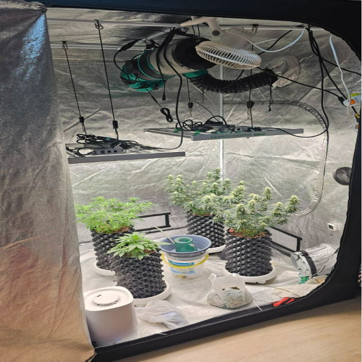 실내에서 재배중인 대마. 충북경찰청 제공