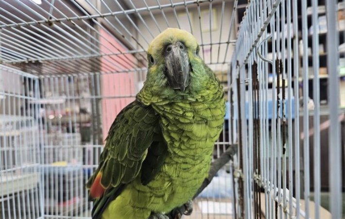 서울 영등포구 양평동에 있는 한 카페에서 구조된 앵무새. 연합뉴스
