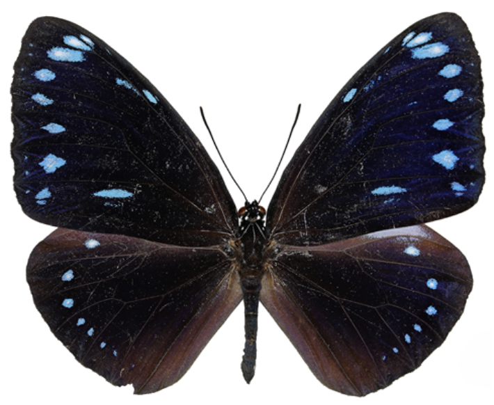 주로 인도에 분포하는 푸른줄까마귀왕나비(Euploea eunice)가 거제도에서 발견됐다. 국립호남권생물자원관 제공  