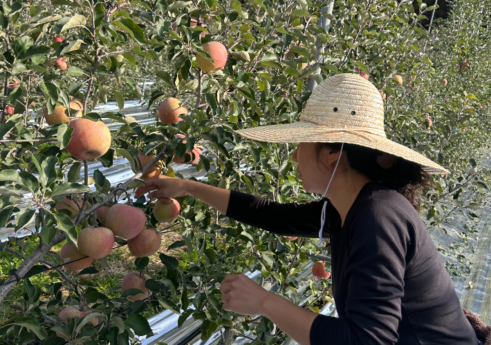 '옥화9경 은퇴자마을' 참여자들이 사과따기 체험을 하고 있다.  청주시 제공