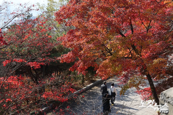 19일 서울 남산을 찾은 시민과 관광객들이 단풍이 물든 나무 아래를 오가고 있다.