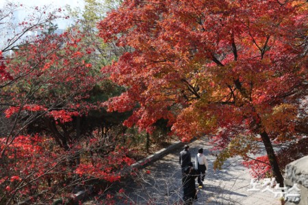 19일 서울 남산을 찾은 시민과 관광객들이 단풍이 물든 나무 아래를 오가고 있다.