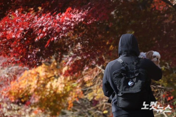 19일 서울 남산을 찾은 시민과 관광객들이 단풍이 물든 나무 아래를 오가고 있다.