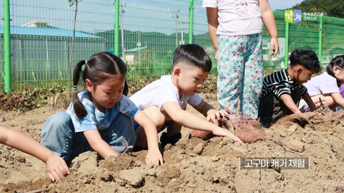 대양친환경문화센터에서 고구마 캐기 체험하는 아이들. 노컷TV 캡처