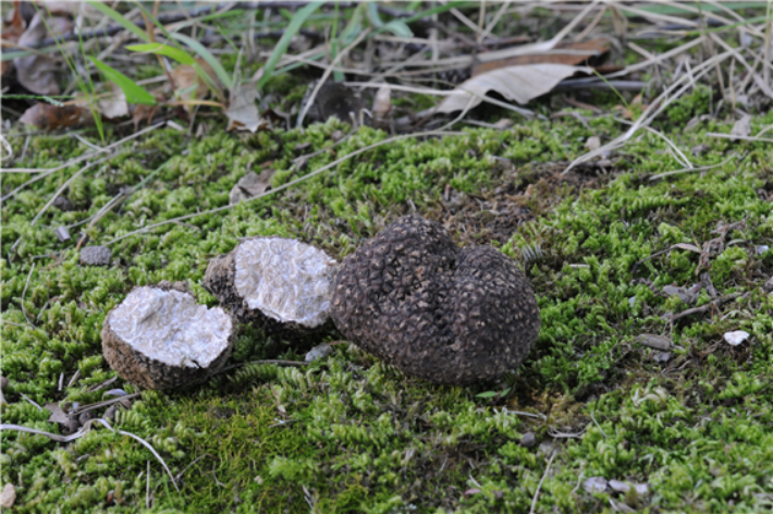 국내에 새롭게 보고된 흙갈색덩이버섯(Tuber himalayense). 중국에서 최초 보고된 종으로 현재 식재료로 활용되고 있다. 국립생물자원관 제공