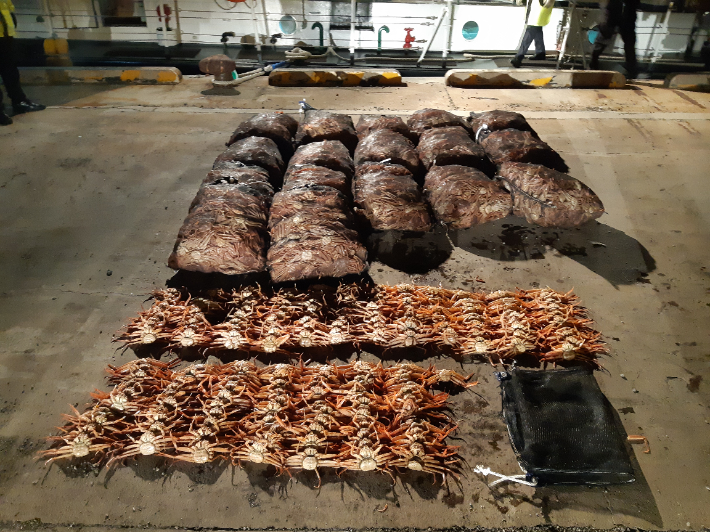 암컷대게 적발. 동해해경청 제공