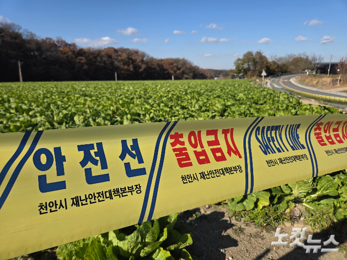 이랜드패션 화재 피해로 출입이 통제된 배추밭. 박우경 기자