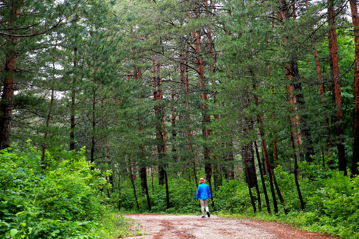 울진 금강송숲길. 울진군 제공