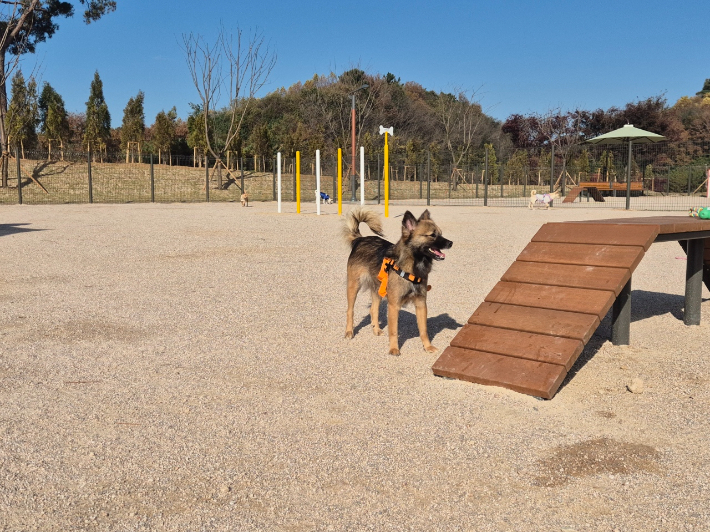 반려동물 놀이터. 홍성군 제공