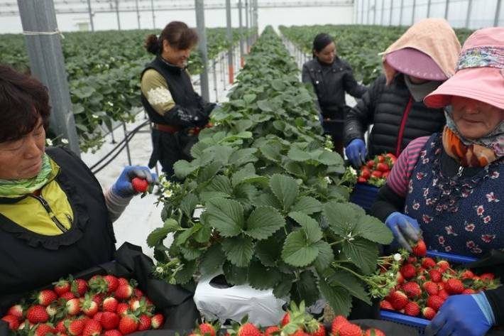 비닐 온실에서 일하고 있는 여성 농업인. 연합뉴스