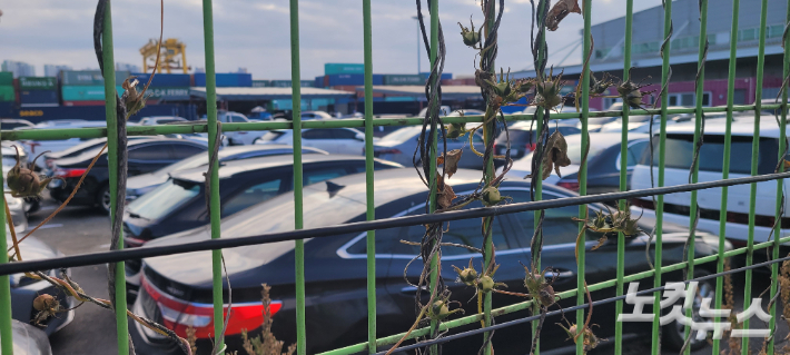 인천 항만 배후단지에 수출용 중고차들이 주차돼 있는 모습. 박창주 기자