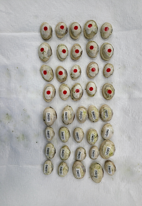 어린 개조개. 경남도청 제공 