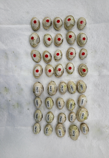 어린 개조개. 경남도청 제공 