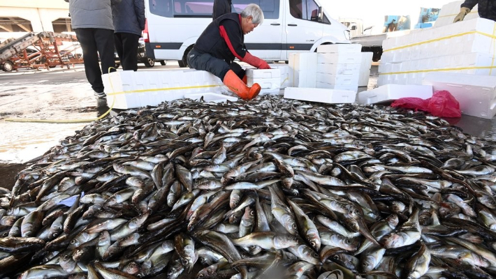 강원 동해안 대표 어종 도루묵. 연합뉴스