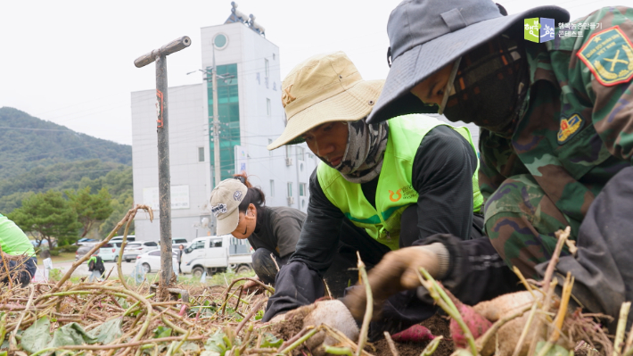 농가의 일손을 도와주는 계절근로자들. 노컷TV 캡처