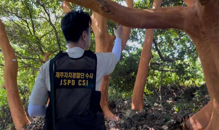 껍질만 벗겨진 후박나무 400그루…제주 임야서 무슨 일이