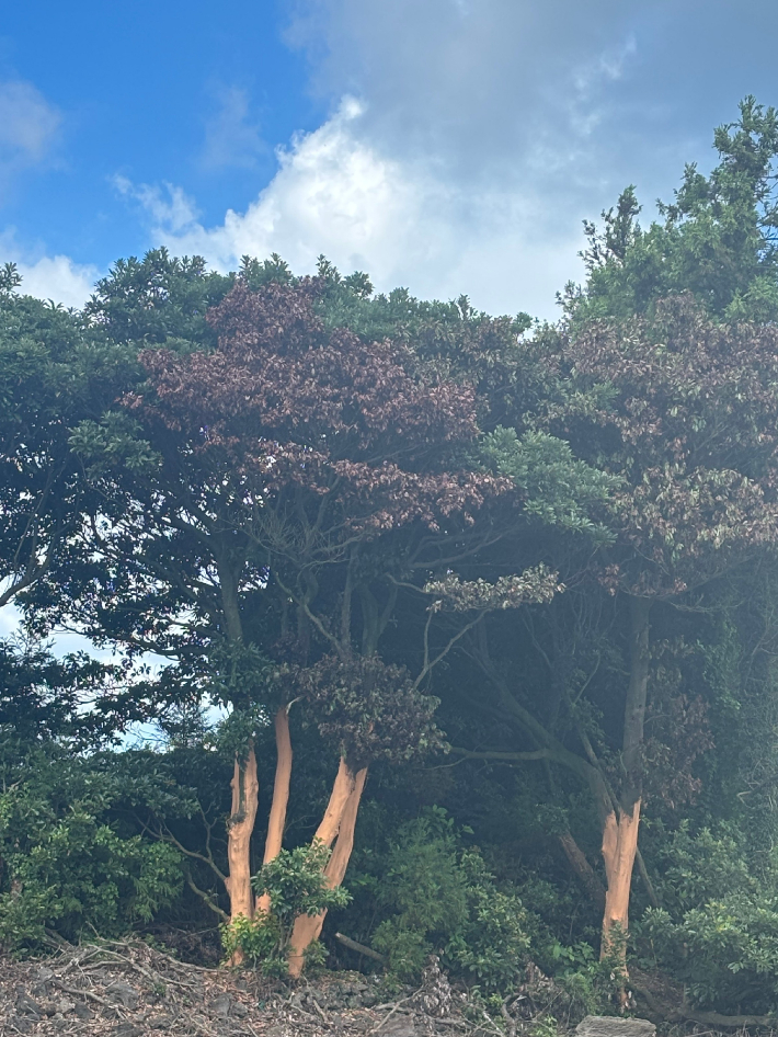 나무껍질이 벗겨져 고사된 후박나무. 제주도 자치경찰단 제공 