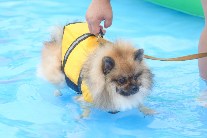 반려견 7만 시대 제주 '동물복지' 어디까지 왔나