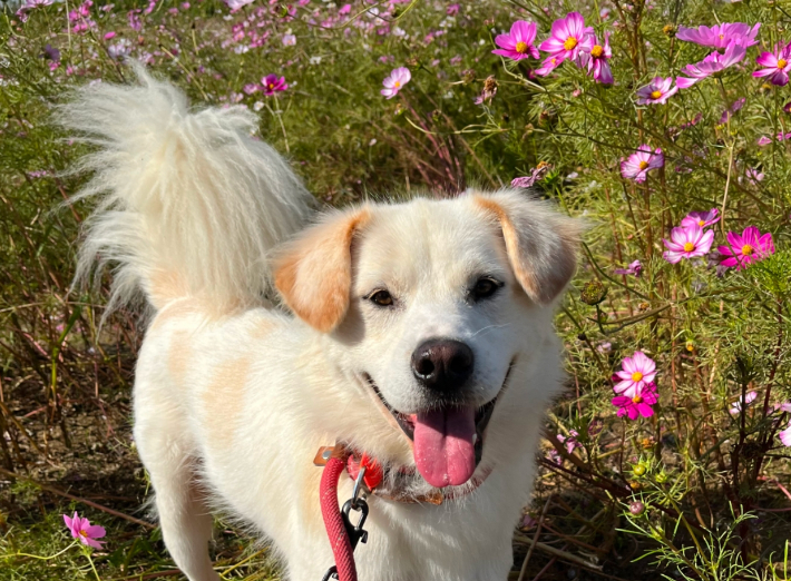 카라 더봄센터 공식 애교쟁이 맥스웰. 카라 제공