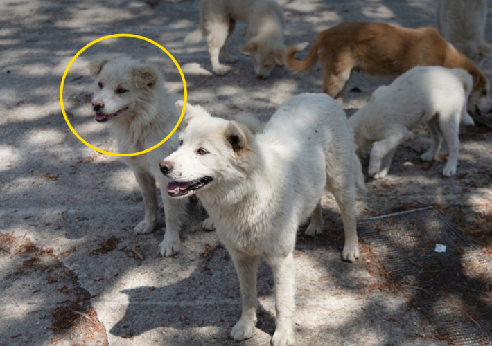 구조 당시 맥스웰(노란색 동그라미)의 모습. 카라 제공