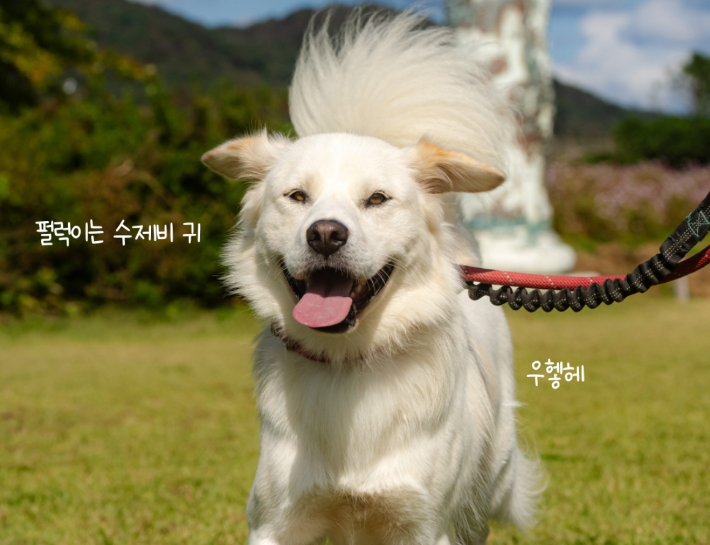 카라 더봄센터 공식 애교쟁이 맥스웰. 카라 제공