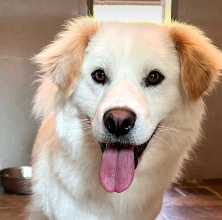 카라 더봄센터 공식 애교쟁이 맥스웰. 카라 제공