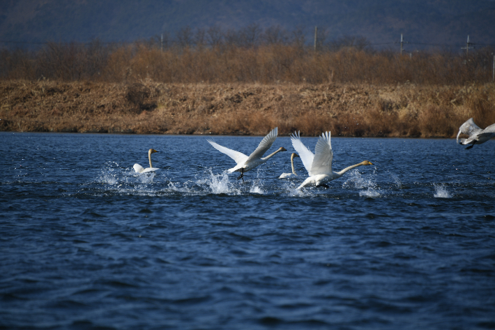 낙동강하구 철새도래지를 찾아온 큰고니 모습. 부산 사하구 제공