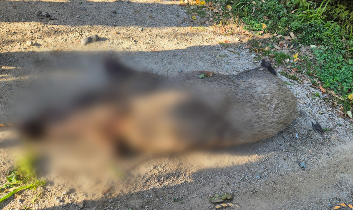 29일 부산 금정구의 한 아파트 지하주차장에서 멧돼지 1마리가 나타나 사살됐다. 부산경찰청 제공 