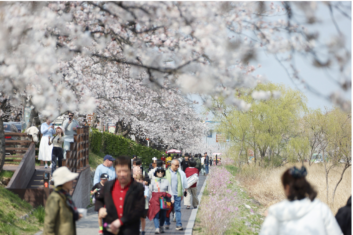 2025 벚꽃축제. 강릉시 제공