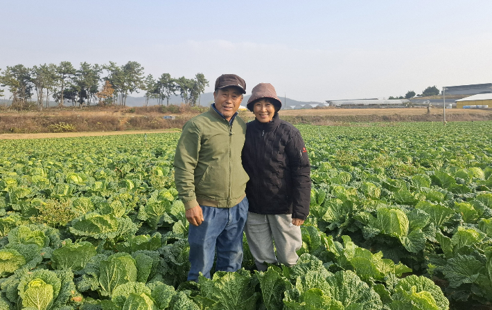 전남 12월 친환경농산물로 선정된 무안 홍갑표 윤명숙 부부의 갑수농장 무농약 배추. 전라남도 제공