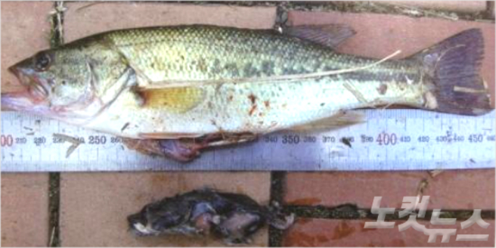 큰입배스. 국립환경과학원 제공