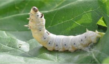 다 자라서 뽕 먹기를 그치고 몸이 투명해진 숙잠(5령7~8일 누에)