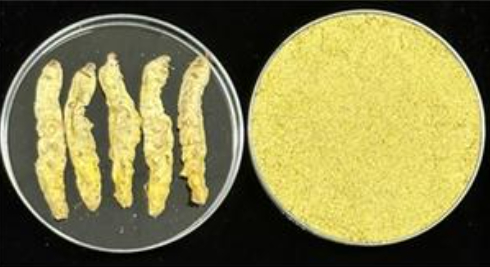 숙잠을 찌고 동결 건조해 만든 홍잠(왼쪽)과 홍잠 분말(오른쪽). 농촌진흥청 제공
