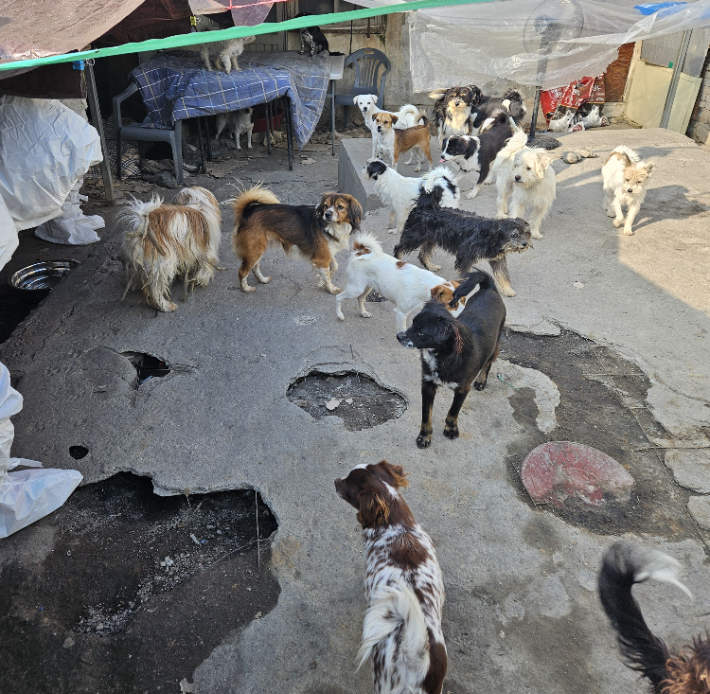 애니멀호더 현장에서 발견된 개들. 서울시 제공