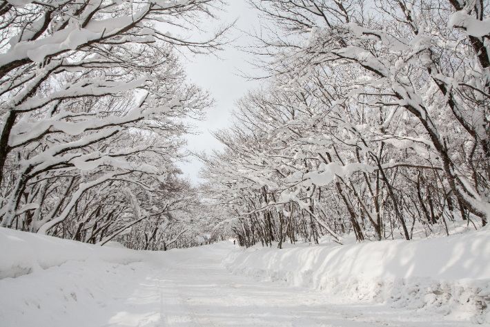 제주 한라산 어리목. 제주관광공사 제공
