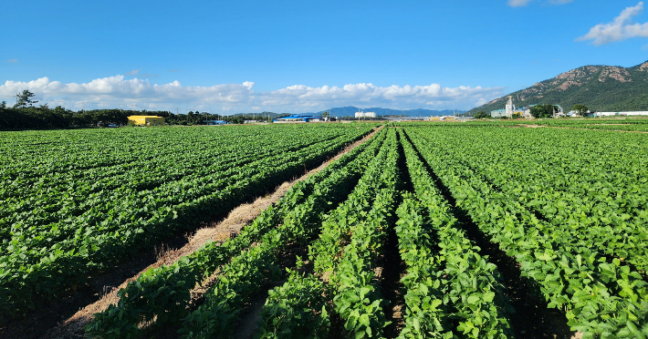 전략작물산업화- 영암 군서면 콩 재배단지. 전라남도 제공